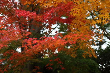 紅葉