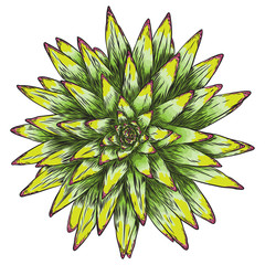 Fresh tropical house plant. Summer mood element. Green colorful succulent card design object. Natural greenery of isolated and editable flower. Vector.