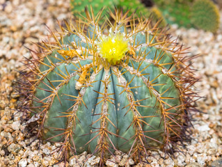 Garden of cactus and succulent at  botanical garden at Seoul, South Korea