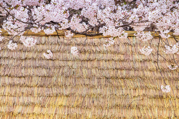 cherry blossoms blossming in spring at bamboo roof background in seoul south korea
