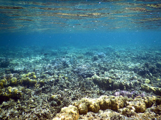 underwater view of corals of Coron island Busuanga Philippines