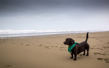 Black dachshund dog walking on a sandy beach