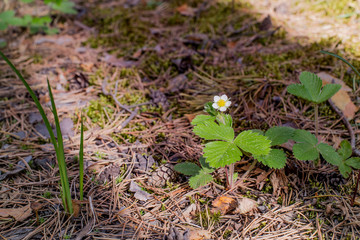 A beautiful wild strawberry flower bloomed.