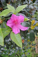 Close up flower