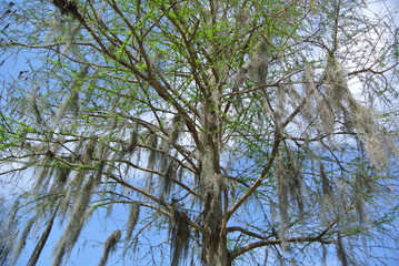 Obraz premium Swamp trees