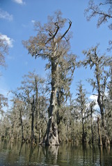 Swamp trees