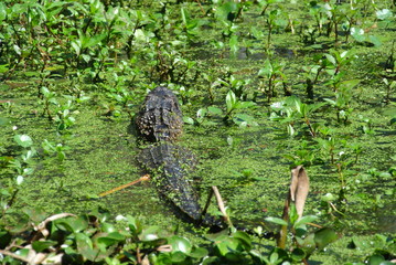 Obraz premium Aligator