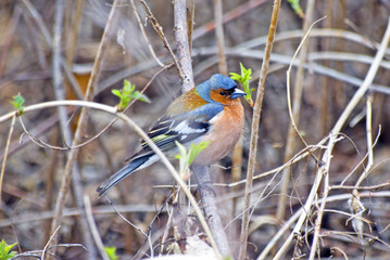 Finch is a songbird of the finch (chaffinch) family. Photo taken in Russia. 
