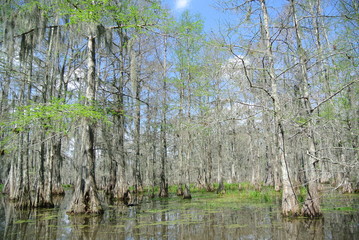 Swamp trees
