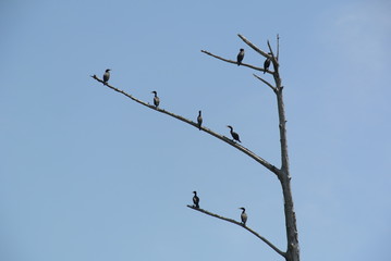 Birds on branches