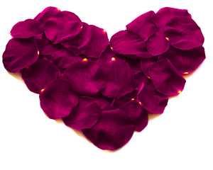 Heart of violet rose petals on white background, isolate, close up