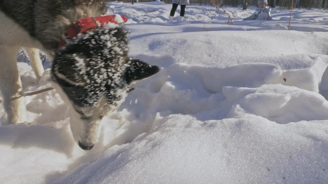 Beautiful woman and small child walking in winter forest with of husky dog. Happy young mother with daughter in the winter park with huskies dog. Friendship pet and human. Siberian husky dog in snow