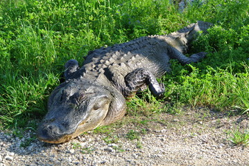 Aligator