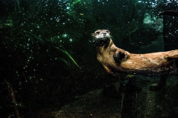 Otter swim