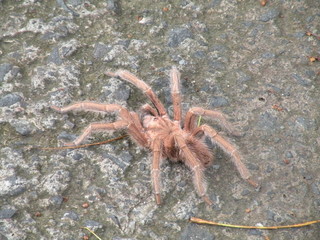 Tarantula