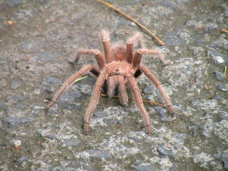 Tarantula