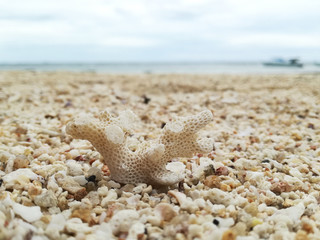 Coral looks like a tree at the beach.