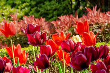 Beautiful deep red and orange tulips in the botanical garden, Closeup