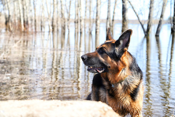 Dog German Shepherd in a water outdoors