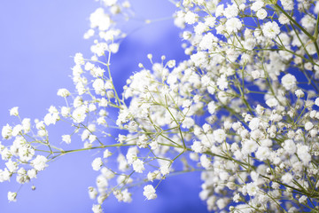 Baby's Breath Bouquet and Blue Sky Background
