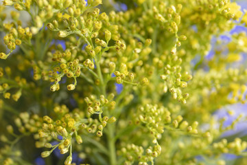Yellow Flowers, stems and leaves of the Casia Plant