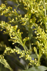 Yellow Flowers, stems and leaves of the Casia Plant