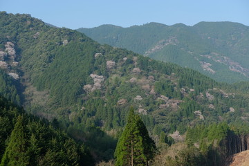 山桜　日本　