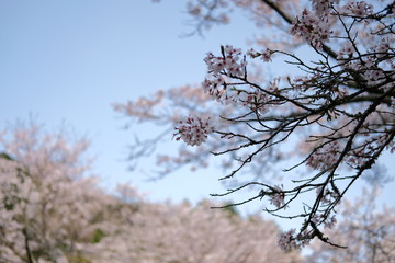桜,  自然, 花, ピンク, 植える, 全盛期, 庭, 空, 青空, 美しさ, 咲く, マクロ, 植物, フローラル, 春, 美しい, すごい, アップ.日本