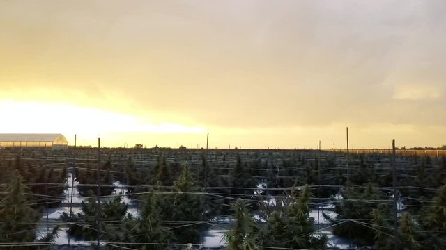 Sunrise Marijuana Harvest