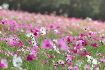 Cosmos fields, Nakhon Ratchasima Thailand