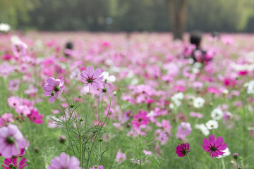 Cosmos fields, Nakhon Ratchasima Thailand