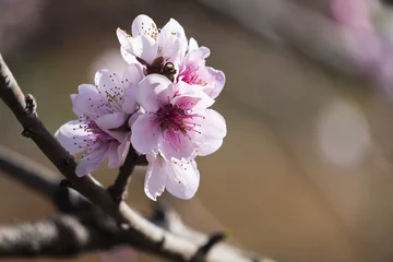 Cercles muraux Fleur de cerisier Pink sakura flower