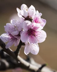 Crédence de cuisine en verre imprimé Fleur de cerisier Pink sakura flower