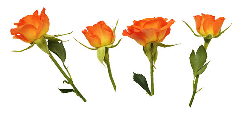 Set og orange rose flowers and buds