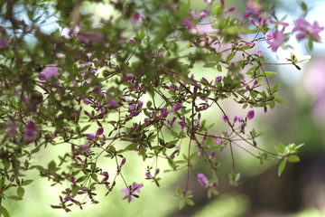 森, 自然, つつじ, 木, 緑, 風景, 公園, 草, 葉, 春, 新芽, 木の葉, ウッドランド, アウトドア, 植える, 季節, 葉, キレイ, ピンク,日本,九州,大分,
