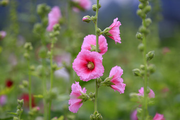 hollyhock flowers in the garden