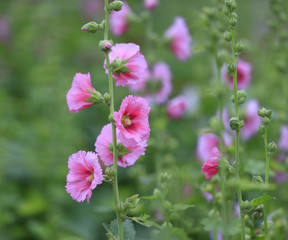 Obraz premium hollyhock flowers in the garden