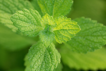 mint leaves closeup