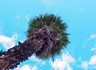 High palm tree.