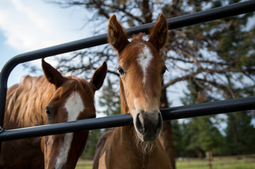 Chestnut Colt Looks Through Gate with Mare 