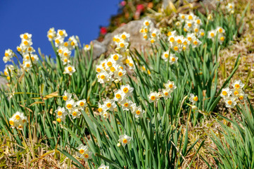 Fototapeta premium すいせん