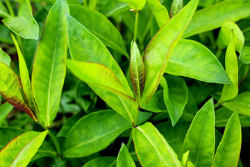 texture of green juicy leaves outdoors background