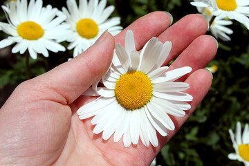 hand holds a white daisy flower in summer