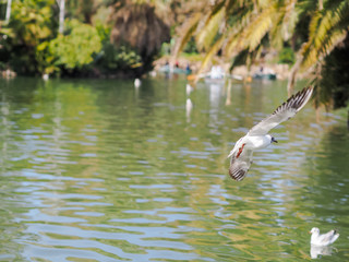 Flying seagull in the park.