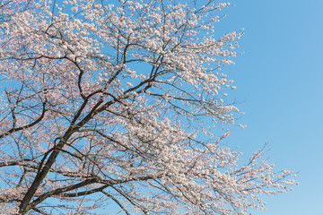 Japanese Sakura cherry blossom in spring season