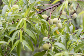 Small green fruits of peaches in the rain.