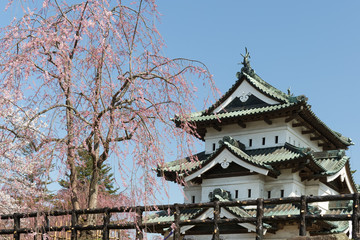 Fototapeta premium Hirosaki castle and Sakura cherry blossom tree in spring. Hirosaki castle tower is not that big but it’s the only one castle tower in Tohoku area which rebuilt at Edo Period.