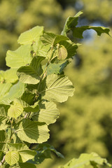 Green leaf leaves outdoors.
