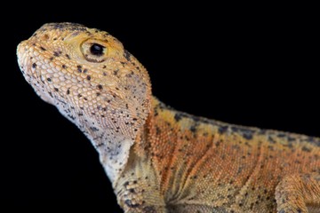 Toad headed agama (Phrynocephalus prewalski)