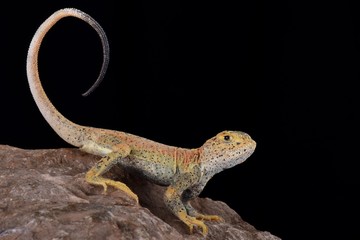 Toad headed agama (Phrynocephalus prewalski)